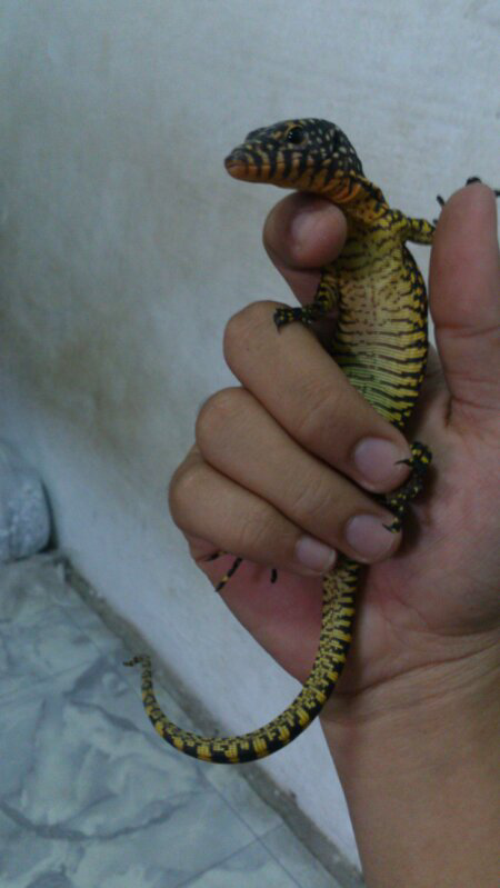 VARANUS indicus wasior
