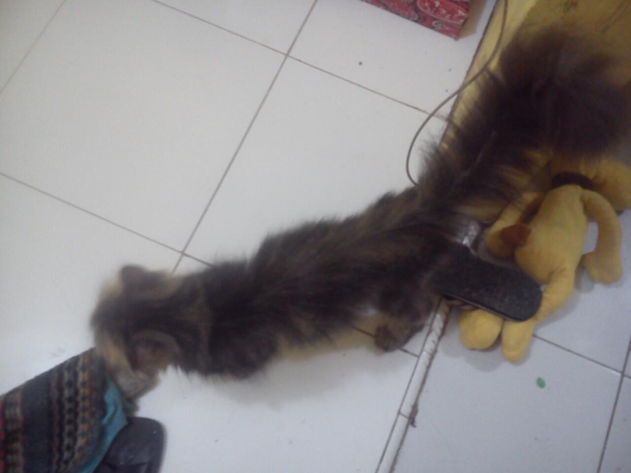 terjual kucing ras tulang besar kaskus terjual kucing ras tulang besar kaskus