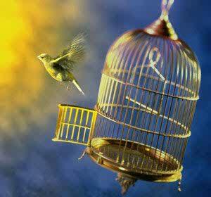 (share & Solution) Pengalaman Burung Lepas & Hilang dicuri
