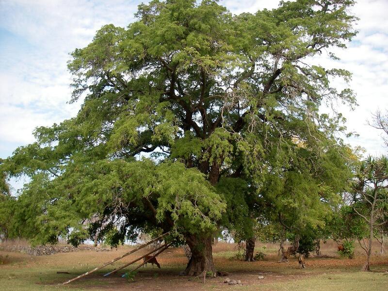 Beberapa Jenis Pohon Yang Dianggap Menyeramkan