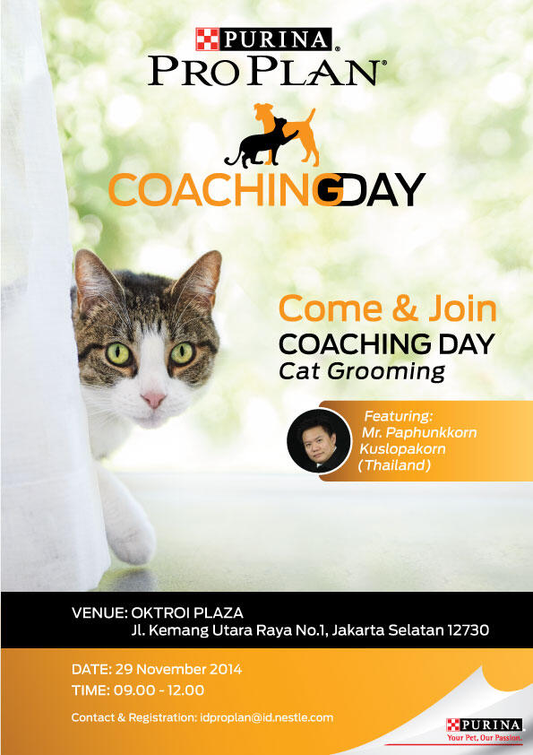 Latihan Grooming Kucing di sini Gan!