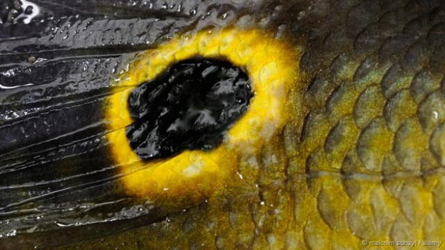 6 Hewan Dengan Mata Palsu di Tubuh Mereka
