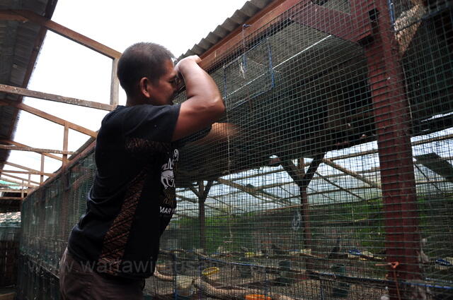 Prospek Budidaya Perkutut Warna, Omset Perbulan Puluhan Juta $$