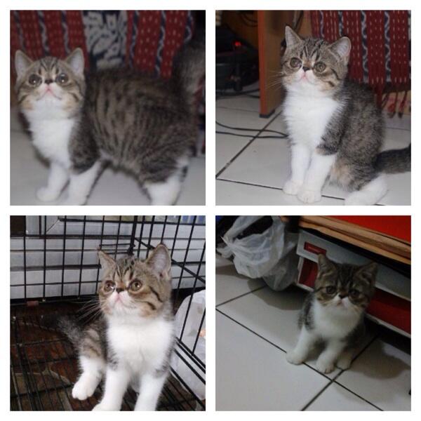 Terjual Kucing persia exotic kitten betina bicolor nonped 