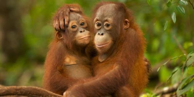 Ini Dia Gan, Sejarah Asal Muasal Susu