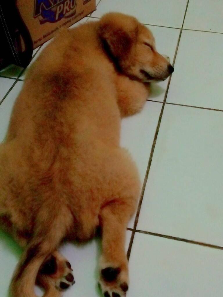 Terjual ANJING GOLDEN JANTAN MIX KINTAMANI UMUR BULAN WARNA BROWN KASKUS