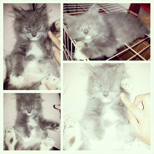Terjual Jual Kucing Persia Mirip Kartun Tom and Jerry 