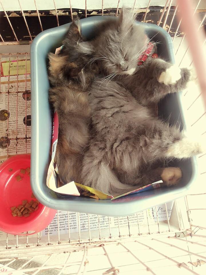 Terjual Jual Kucing Persia Mirip Kartun Tom and Jerry 