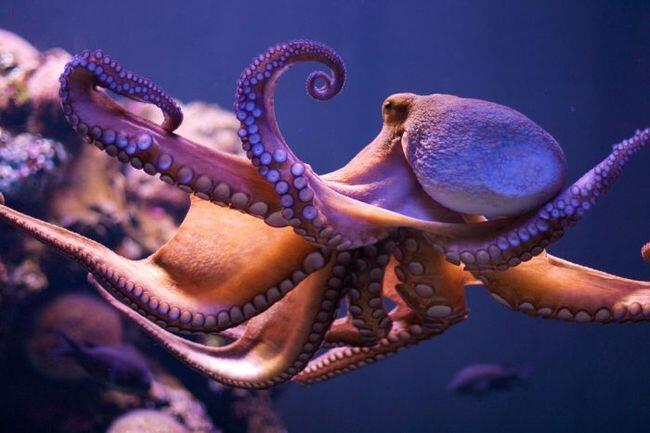 Mengenal Gurita, Makhluk Cerdas di Laut Lepas