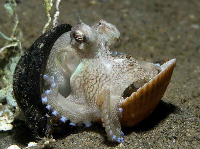 Mengenal Gurita, Makhluk Cerdas di Laut Lepas