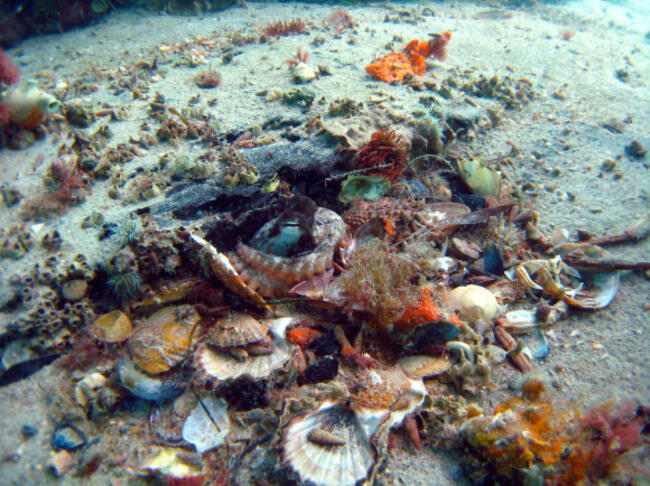 Mengenal Gurita, Makhluk Cerdas di Laut Lepas