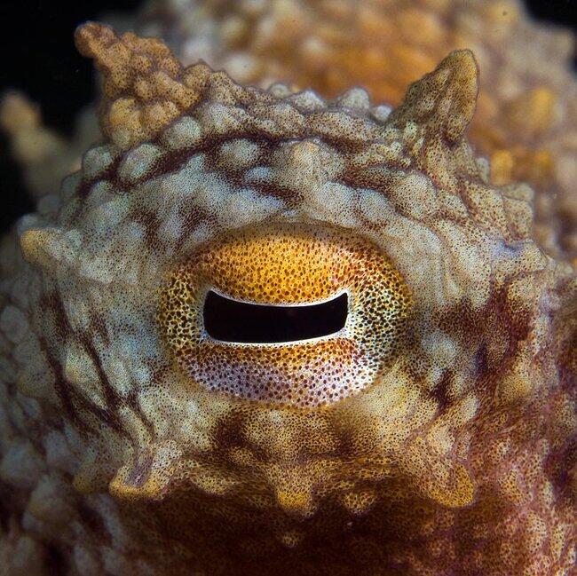 Mengenal Gurita, Makhluk Cerdas di Laut Lepas