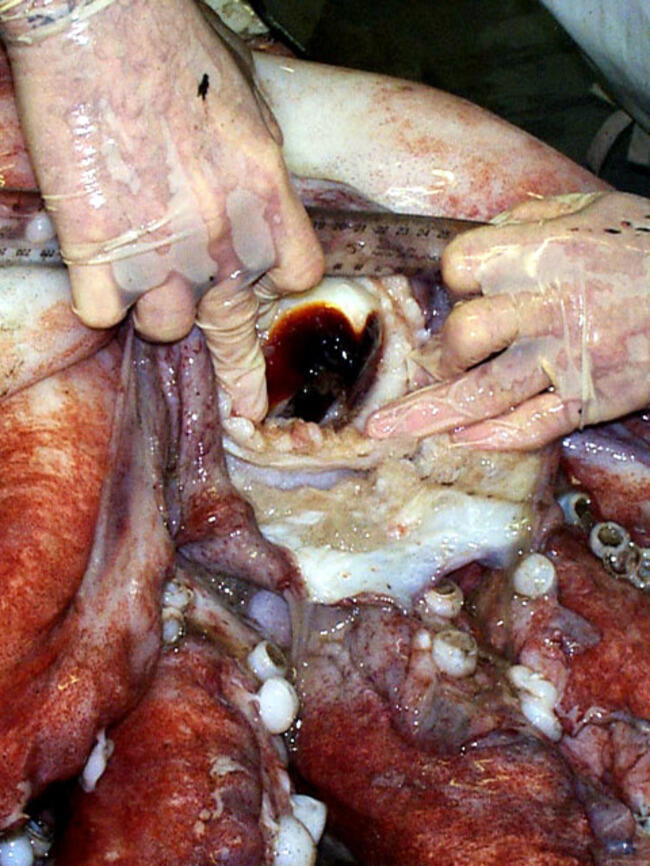 Mengenal Gurita, Makhluk Cerdas di Laut Lepas