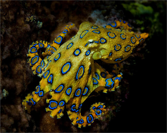 Mengenal Gurita, Makhluk Cerdas di Laut Lepas