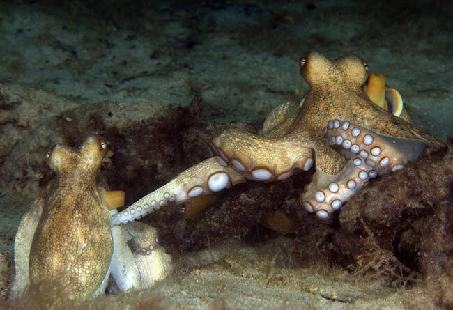 Mengenal Gurita, Makhluk Cerdas di Laut Lepas