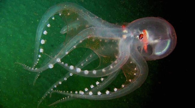 Mengenal Gurita, Makhluk Cerdas di Laut Lepas