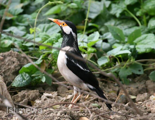 Beternak Murai Batu, Pendapatan Melebihi Gaji Bupati 