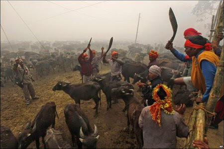 Gadhimai – Ritual Pengorbanan Paling Besar dan Brutal di Dunia