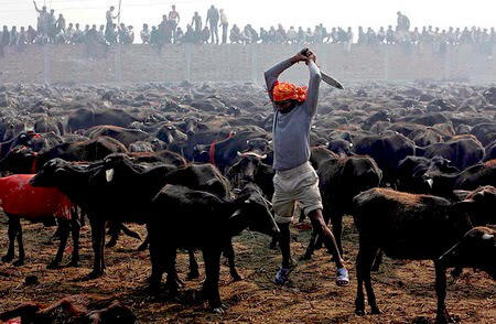 Gadhimai – Ritual Pengorbanan Paling Besar dan Brutal di Dunia