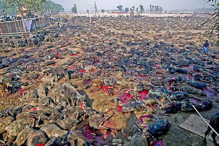 Gadhimai – Ritual Pengorbanan Paling Besar dan Brutal di Dunia