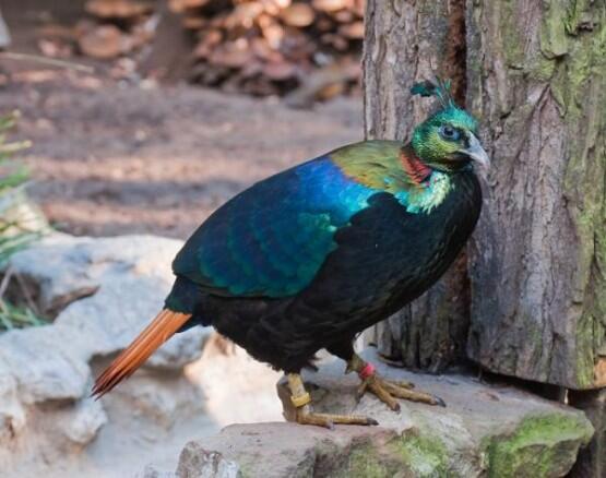 10 Burung Tercantik di Dunia. Mampir dulu gan