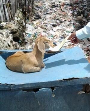 Di Desa Pulau Bungin, Kambing Makan Kertas