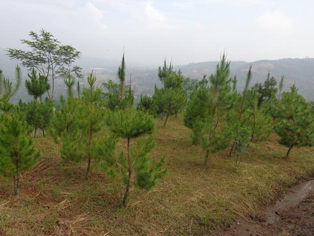 Reklamasi Tambang menjadi Hutan Pendidikan (HEF)