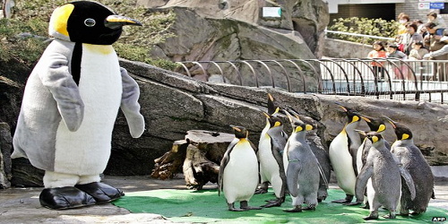 Ditemukan Fosil Burung Pinguin Raksasa yang Telah Tersimpan Bertahun-tahun di Selandi