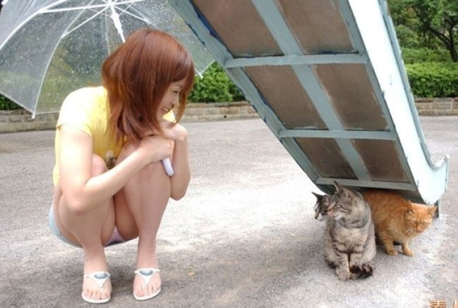 ada kucing berkepala 2 gan