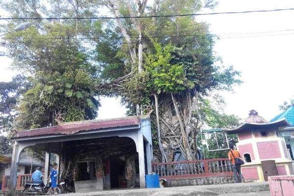 Ajaib! Kelenteng di Dalam Pohon Beringin