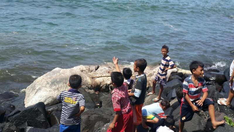 Ikan Paus mati dan terdampar di pantai boulevard manado