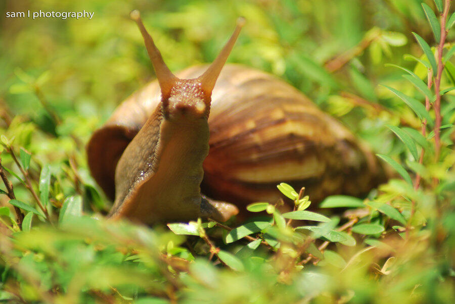 :cendols Hewan menjijikkan yang punya manfaat besar