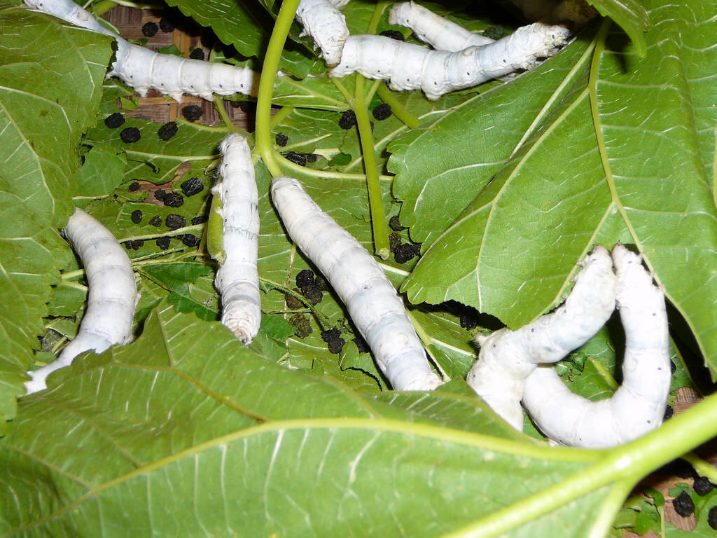 :cendols Hewan menjijikkan yang punya manfaat besar