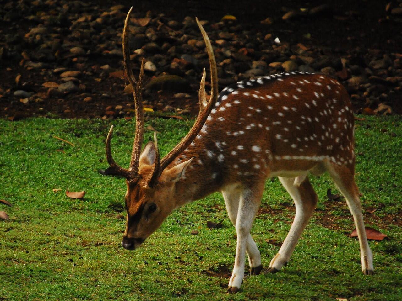 :cendols Hewan menjijikkan yang punya manfaat besar