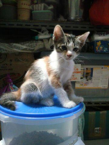 Adopsi Kucing