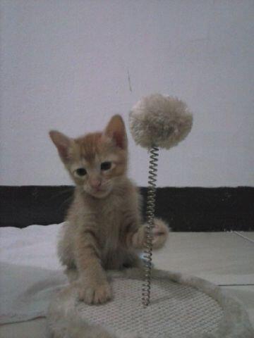 Adopsi Kucing