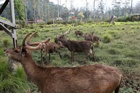 visit ciwidey lu bakalan nemuin surga dunia disini!!!!!!!