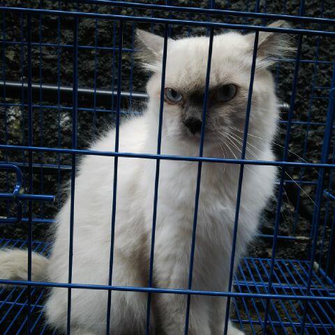 3 persia borongan murah g smp 2jt