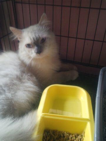 3 persia borongan murah g smp 2jt