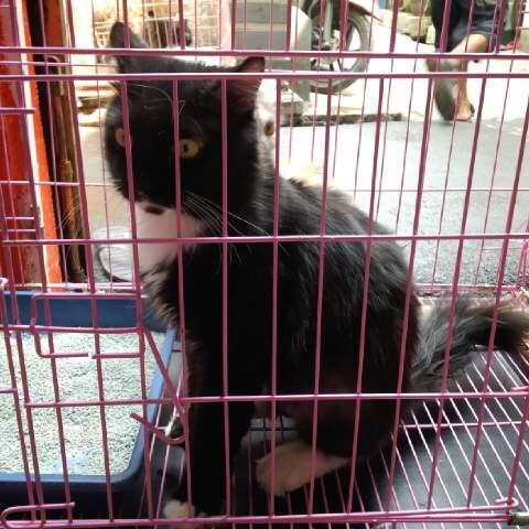 3 persia borongan murah g smp 2jt