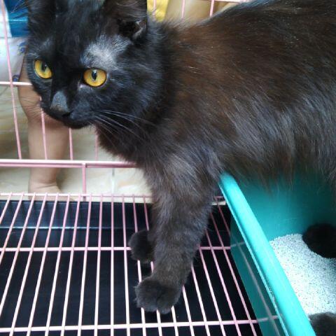 3 persia borongan murah g smp 2jt