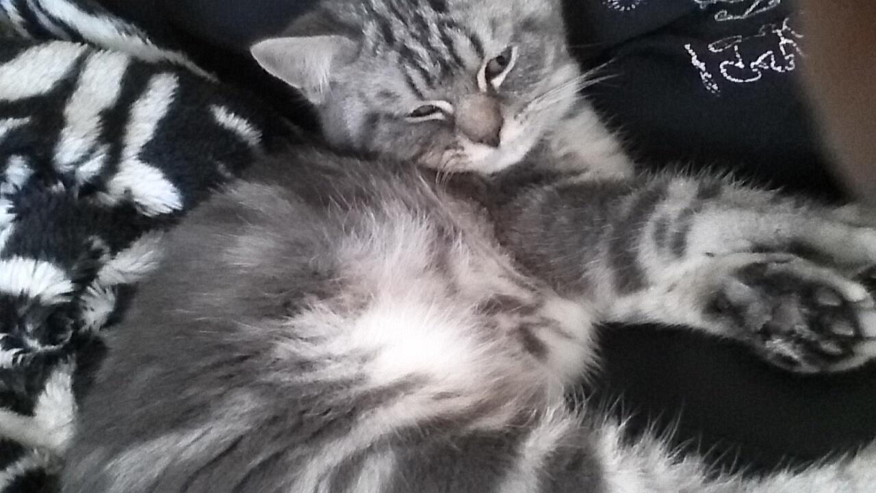 terjual hair silver tabby kaskus terjual hair silver tabby kaskus