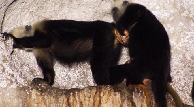 Luar Biasa! Monyet Ini 'Berprofesi' Sebagai Bidan