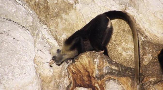 Luar Biasa! Monyet Ini 'Berprofesi' Sebagai Bidan