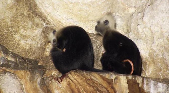 Luar Biasa! Monyet Ini 'Berprofesi' Sebagai Bidan