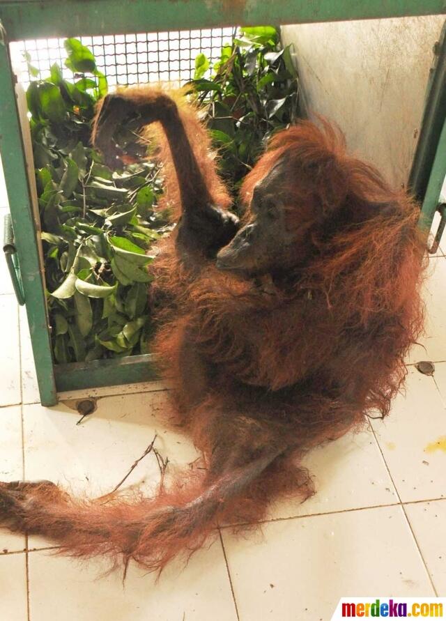 FOTO: Sadis, Orangutan Ini Mati Diberondong 40 Peluru di Kebun Sawit