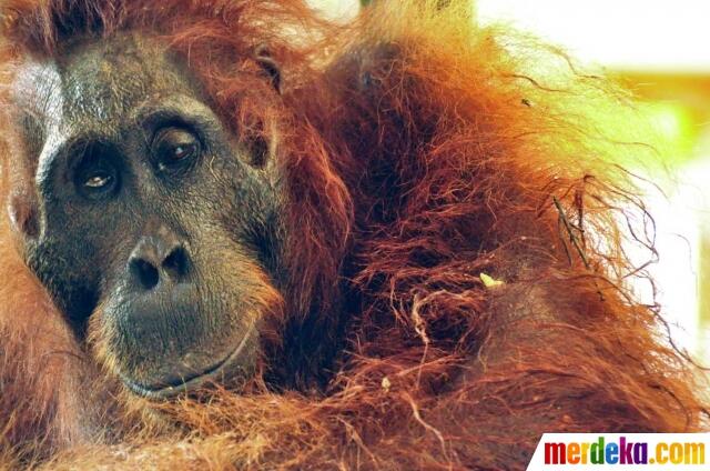 FOTO: Sadis, Orangutan Ini Mati Diberondong 40 Peluru di Kebun Sawit