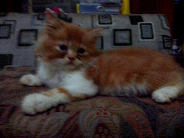 Terjual Kucing Persia Murah Bandung  KASKUS