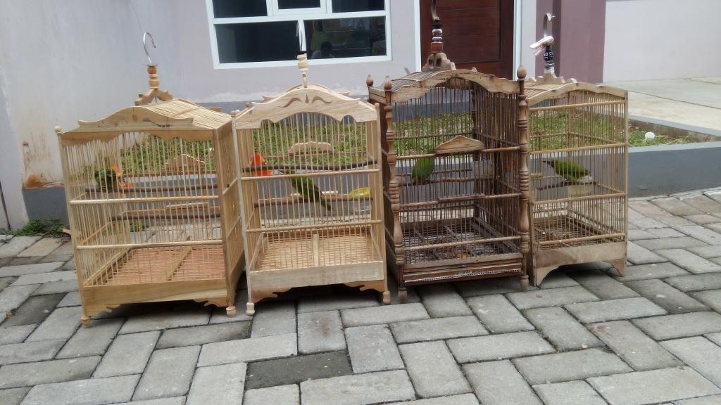 Terjual Cucak Ijo Trotol  KASKUS