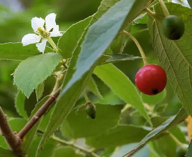 dikampung agan ini buah namanya apa ?